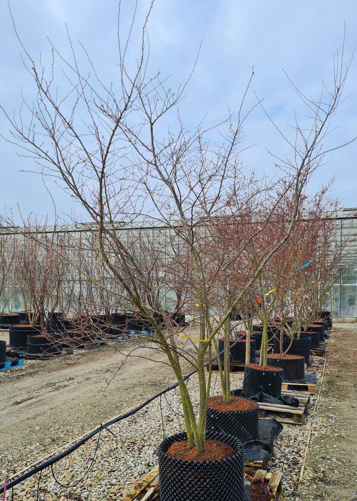 Prunus x subhirtella 'Autumnalis' 250-300 cm